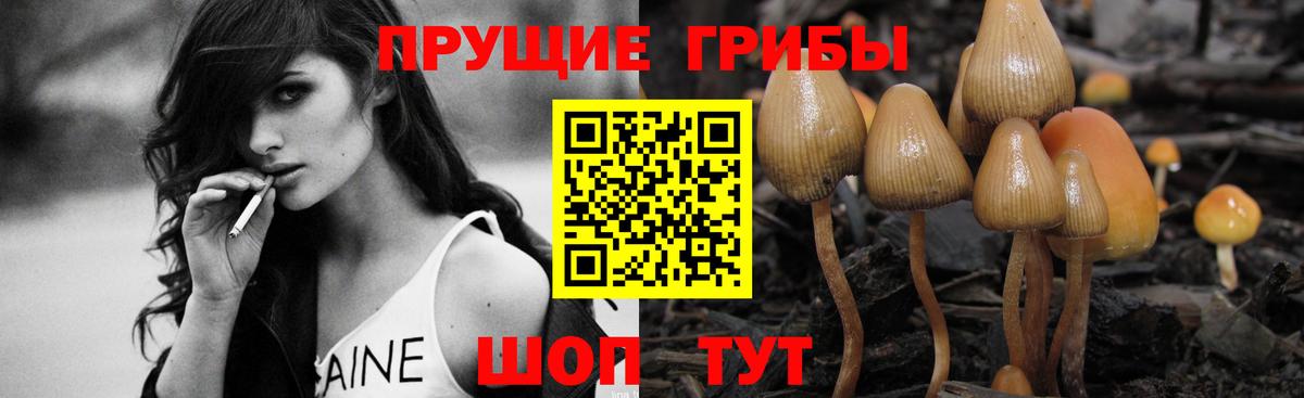 Галлюциногенные грибы Psilocybe Кстово